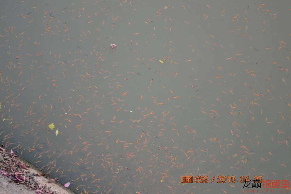 锦鲤苗成长,日本锦鲤水花苗成长