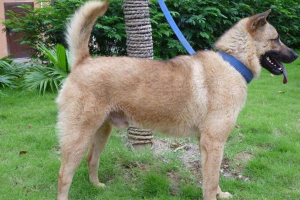 适合家庭养的能看家护院的狗,适合看家护院性格温顺的狗