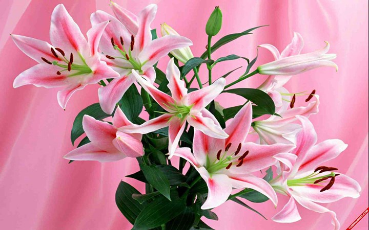 颜值丽舍：我最喜欢的一种花叫做百合花