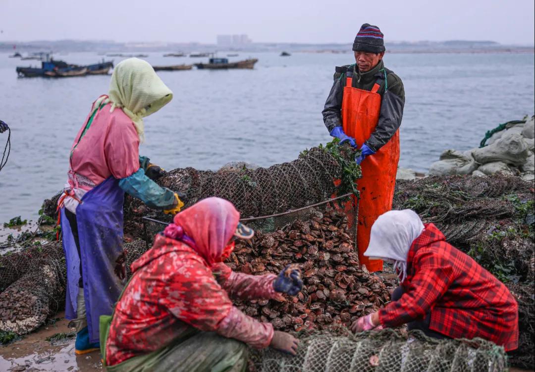 秋冬种植忙播种来年新希望,荣成扇贝分苗视频