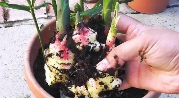 生姜盆景造型,生姜水养盆景的方法