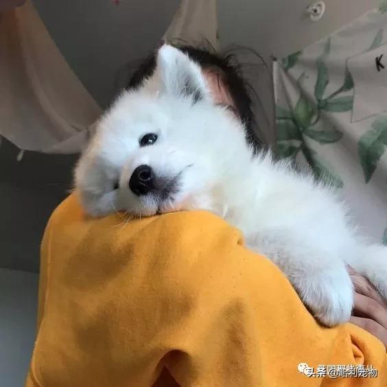 要狗看门？千万别选萨摩耶！这货除了笑不会干别的了