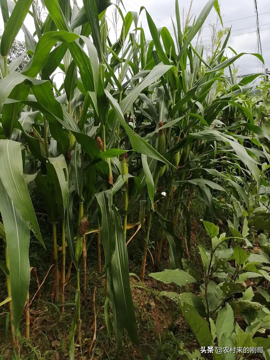 玉米被风刮倒了好几亩,玉米刚抽穗被风刮倒怎么办