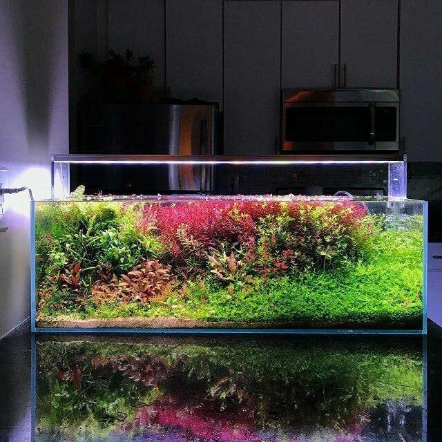 什么叫做生态鱼,生态鱼缸水是什么水