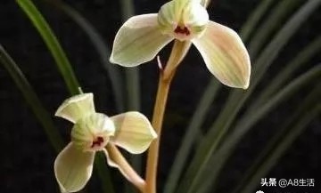 兰花生长习性图片,兰花的生长习性和简介