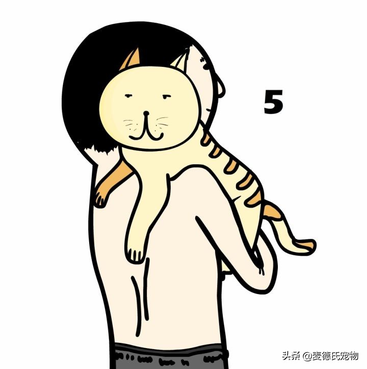猫卧姿的正确姿势,提猫的后颈的正确姿势