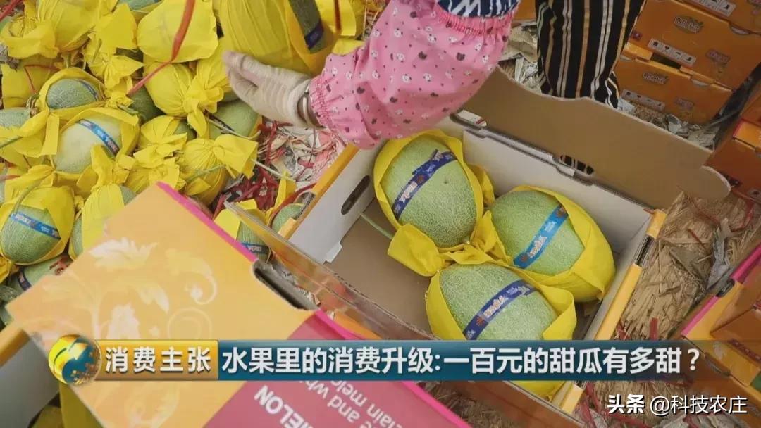 甜瓜最好卖的有哪些品种,菠萝猕猴桃芒果甜瓜什么最贵