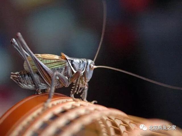 鑰佸寳浜殑楦ｈ櫕鏈夊灏戠,鑰佸寳浜汉鐜╃殑鍥涘ぇ楦ｈ櫕