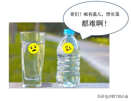 水草缸爆藻养什么,水草缸爆藻还是不爆藻