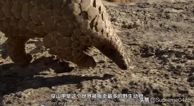 吃野生穿山甲的后果,吃了穿山甲会有什么法律后果