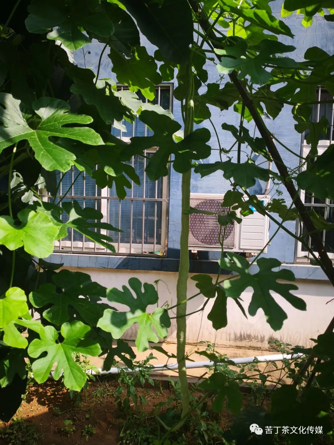 变废为宝---梅园创作的手提袋书画作品