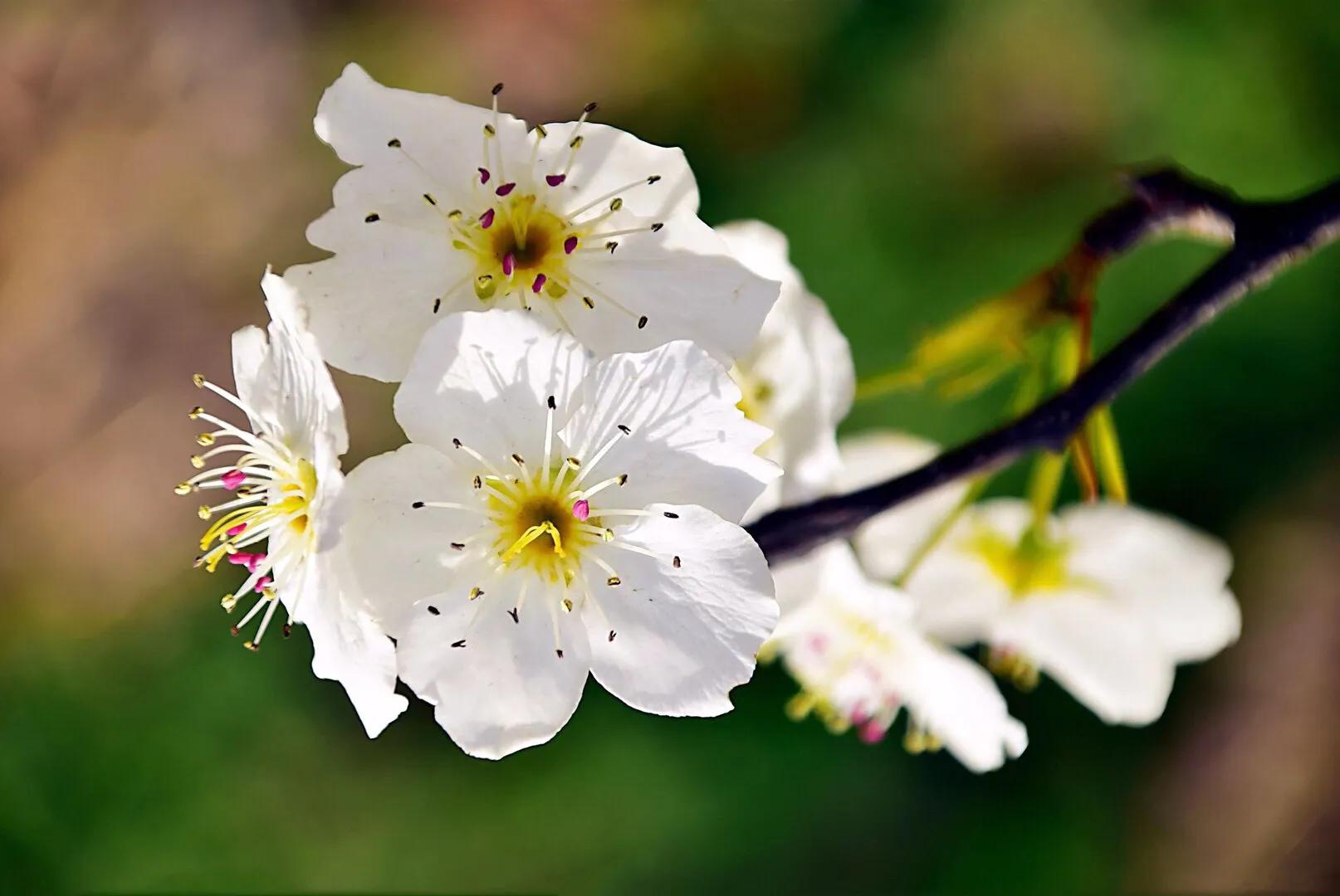春游梨花林,邂逅三月梨花