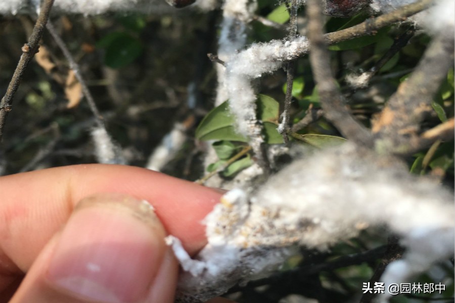 绿篱叶片泛白,枯萎的绿篱怎么补救