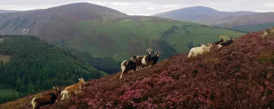 世界上哪些国家禁止离婚,世界上禁止离婚的国家高清视频