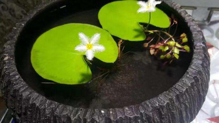 一叶莲睡莲碗莲叶子发黄怎么办,睡莲一叶莲碗莲哪种可以种鱼缸里