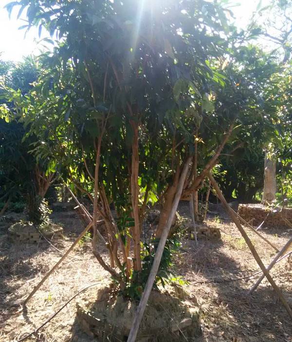 山竹哪个品种好高产,山竹高产怎样修剪