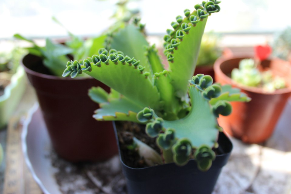 100种室内盆栽花,花卉大全500种盆栽名称