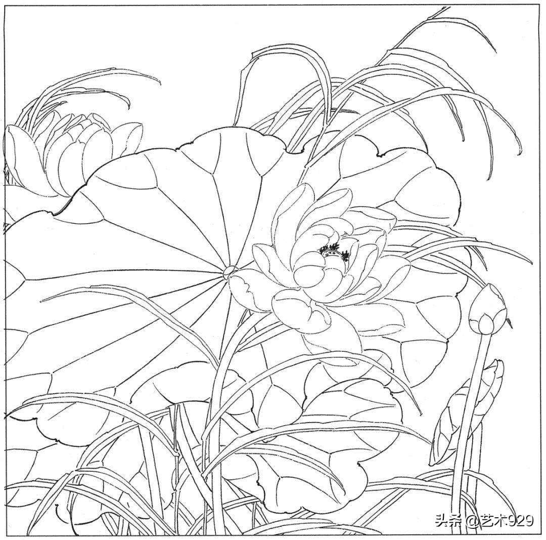 余稚荷花蜻蜓图高清白描底稿,白描荷花勾线方法讲解视频