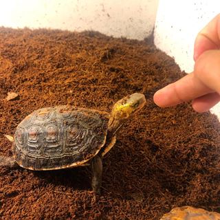 养龟其实很简单,养龟人朋友圈说说