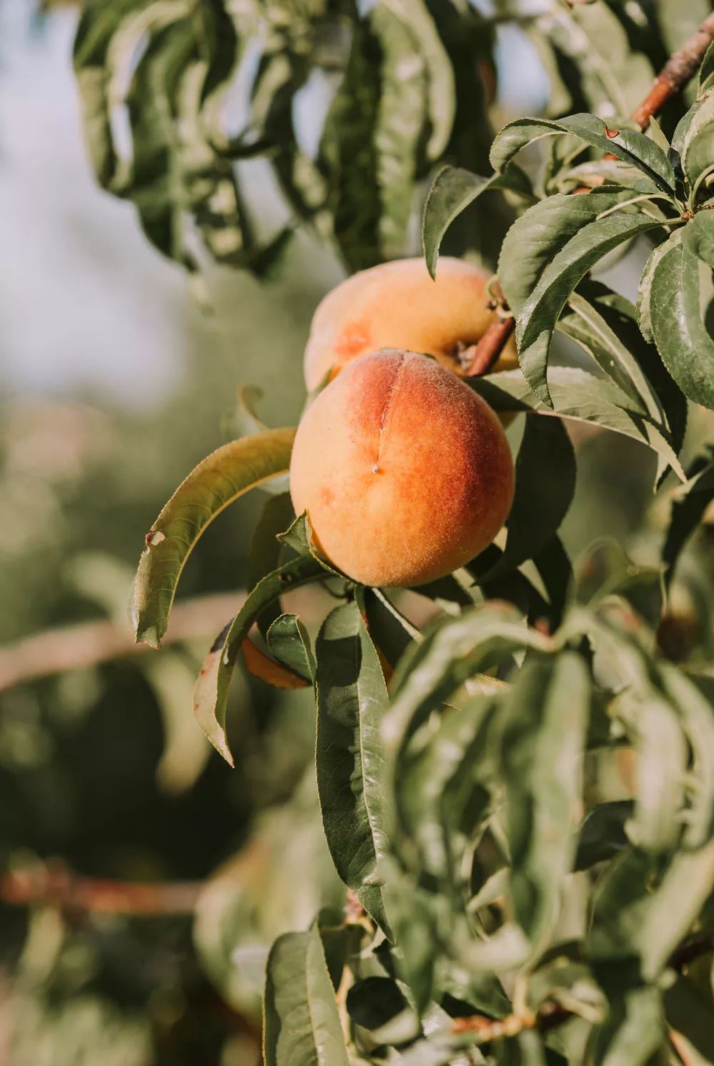 软桃脆桃区别,脆桃软桃选择图