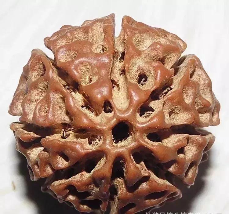 什么是落地红金刚菩提,落地红能盘出金刚菩提的效果吗