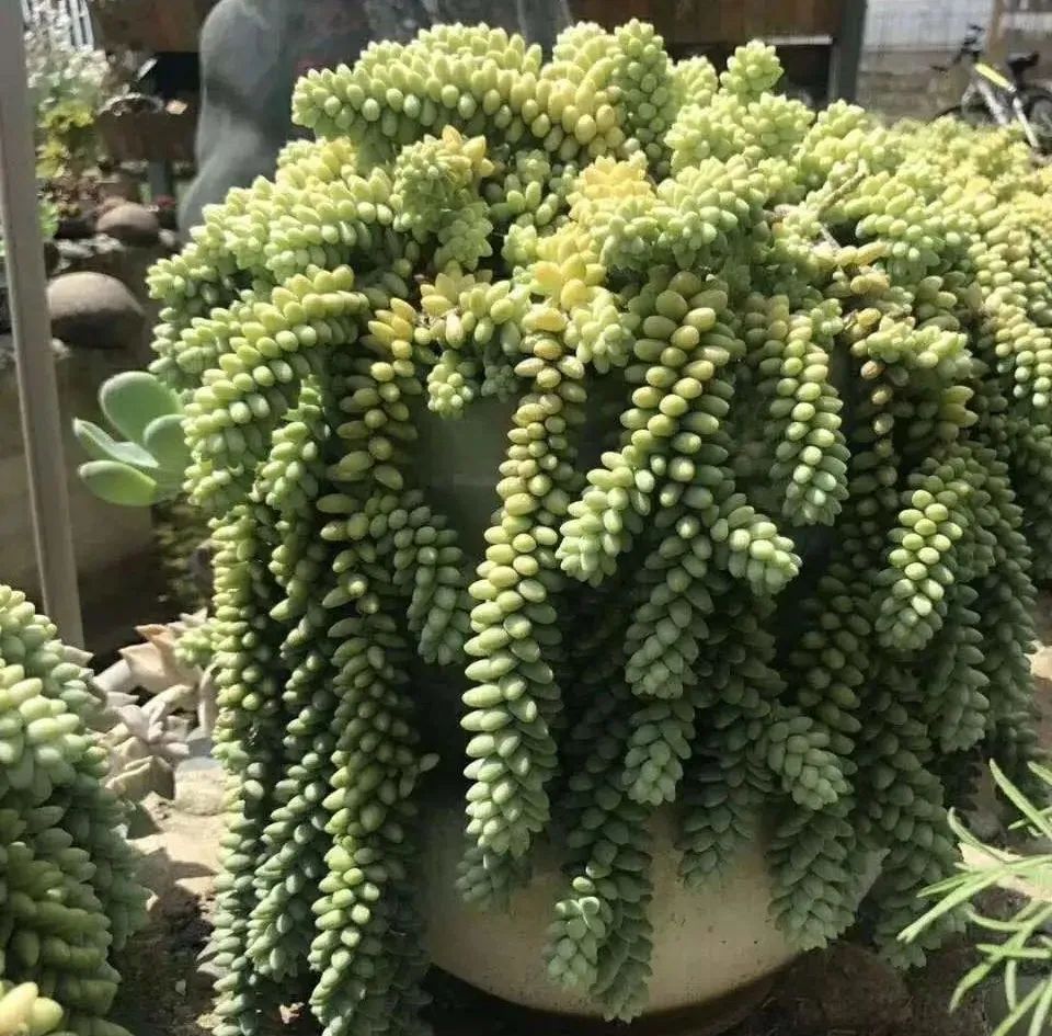 垂吊碧玉莲,串玉挂坠