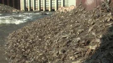 秋风起，欧美各国一提这种生物就如临大敌，一只活的能卖50美元