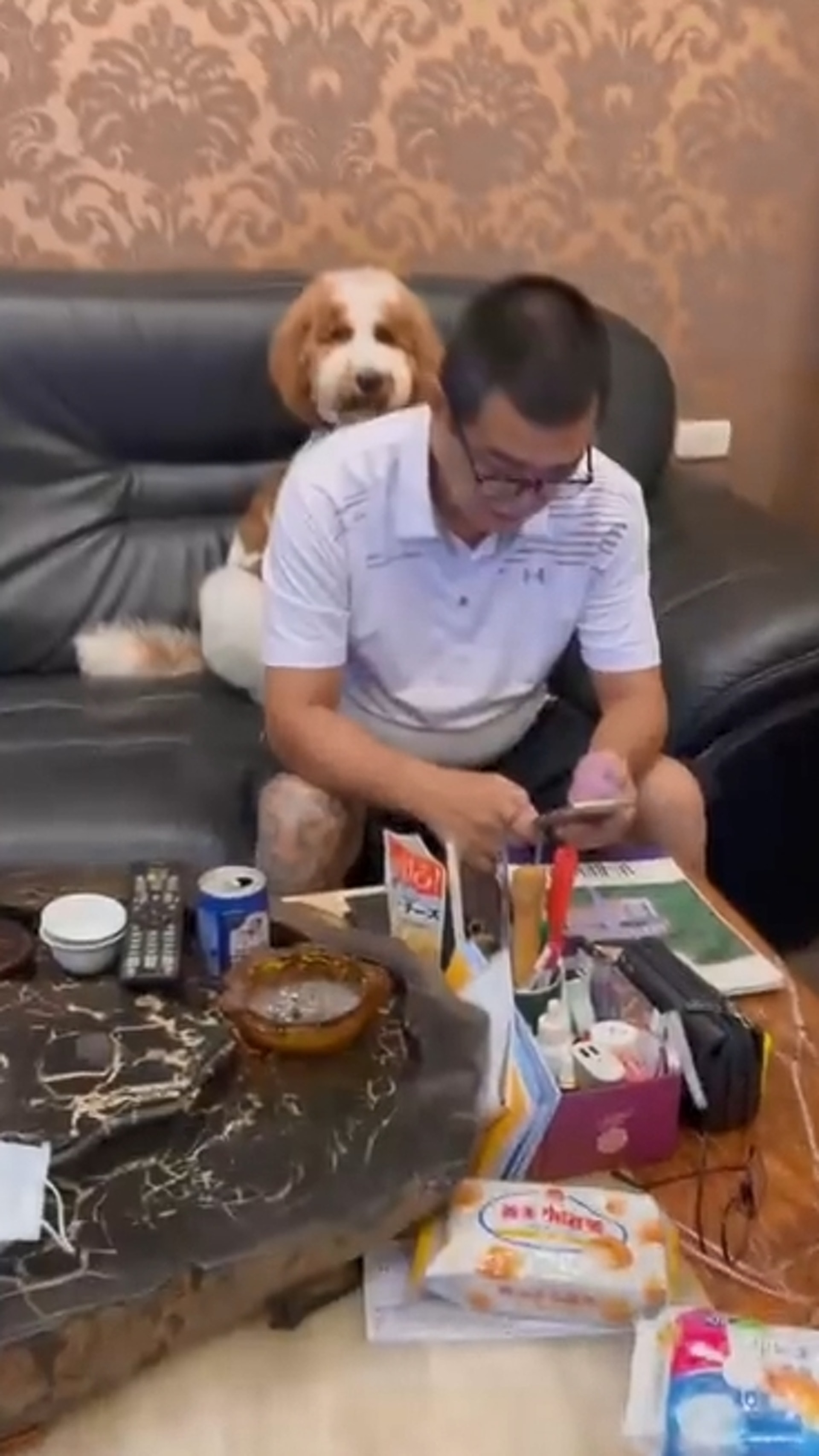 家里两只巨型贵宾犬,巨型贵宾犬发疯