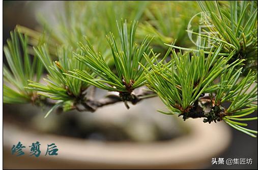 夏季盆景管理技巧,五根松盆景平常如何养护