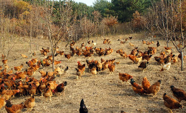 鸡为什么肿眼睛喂什么药,鸡的眼睛肿了要怎样处理