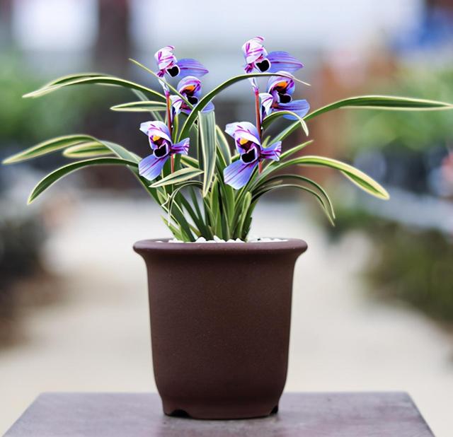 什么兰既有观赏性又香,哪种兰开花又香又好看