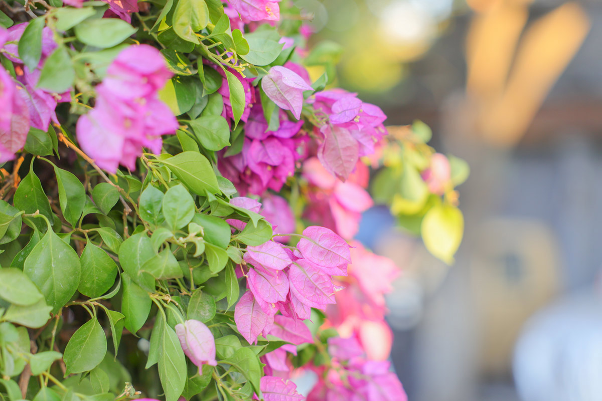 m系微单,佳能eosm6markii评测