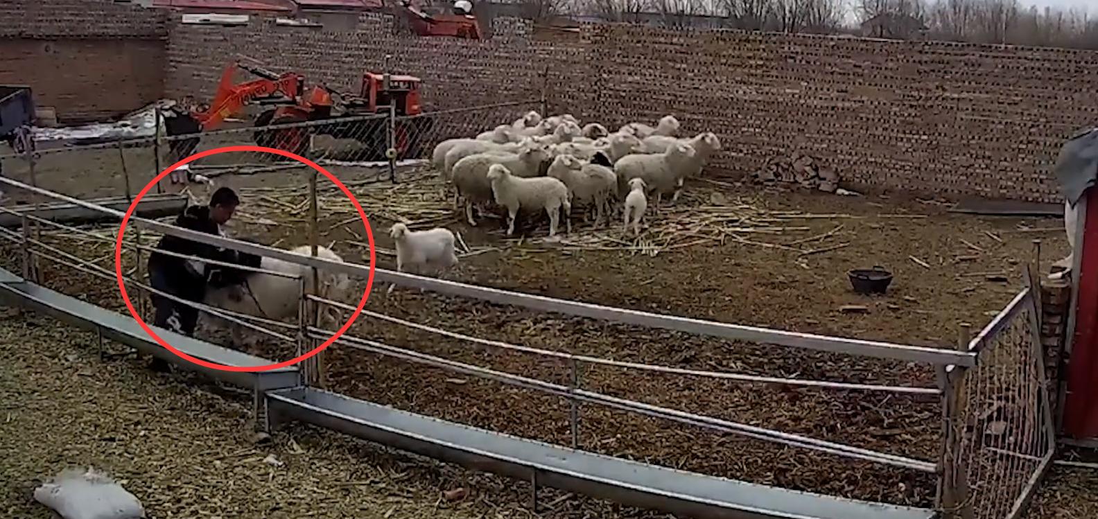 幼童误入羊圈，遭发疯大角公羊5次猛撞掀翻！幼童满头是血令人揪心