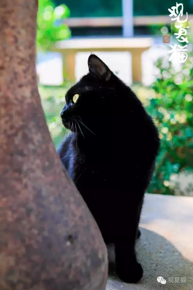 第一只黑猫来历,第一只黑猫是如何诞生的