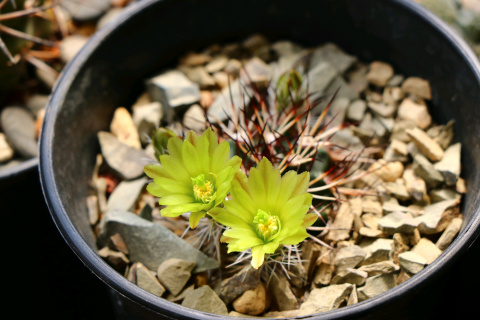 101仙人球,101个仙人球品种