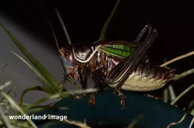 鸣虫油葫芦蝈蝈的区别,鸣虫示范蝈蝈蟋蟀油葫芦