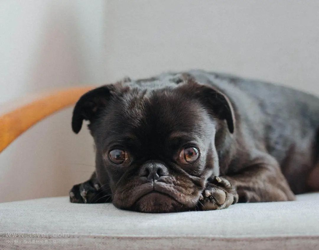 两招教你解决宠物泪痕