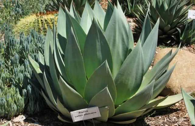 植物都有哪些奇妙之处,植物的奇特现象有哪些