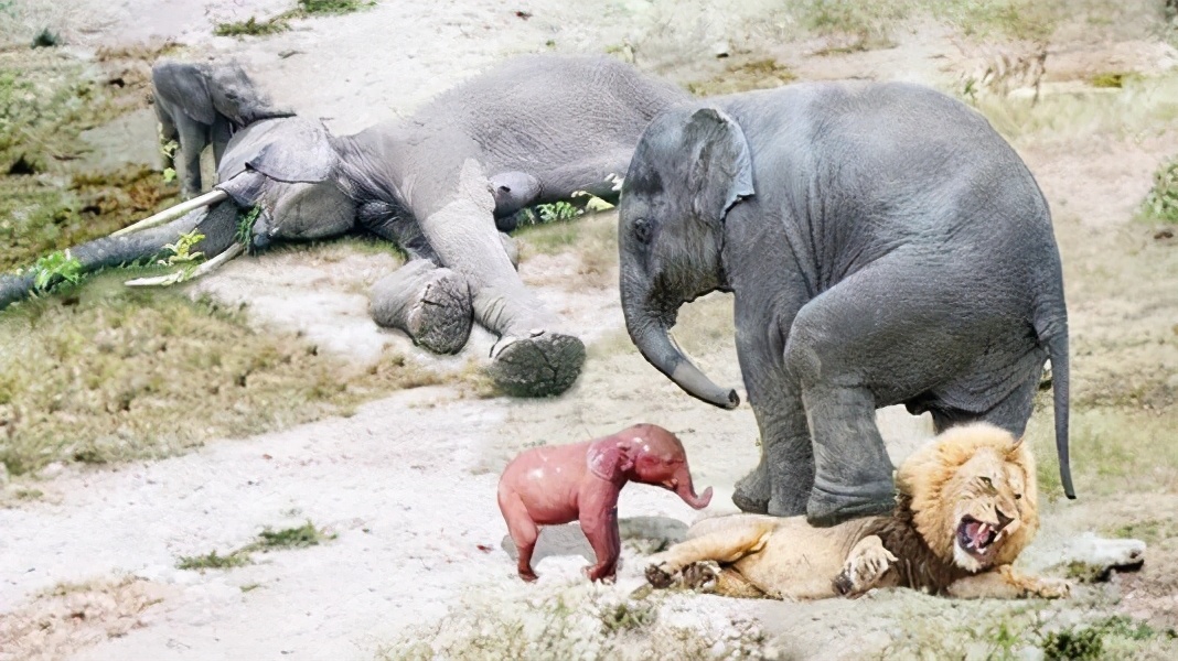 为何公象会强上犀牛?大象的交配与繁殖,奇怪的知识又增加了
