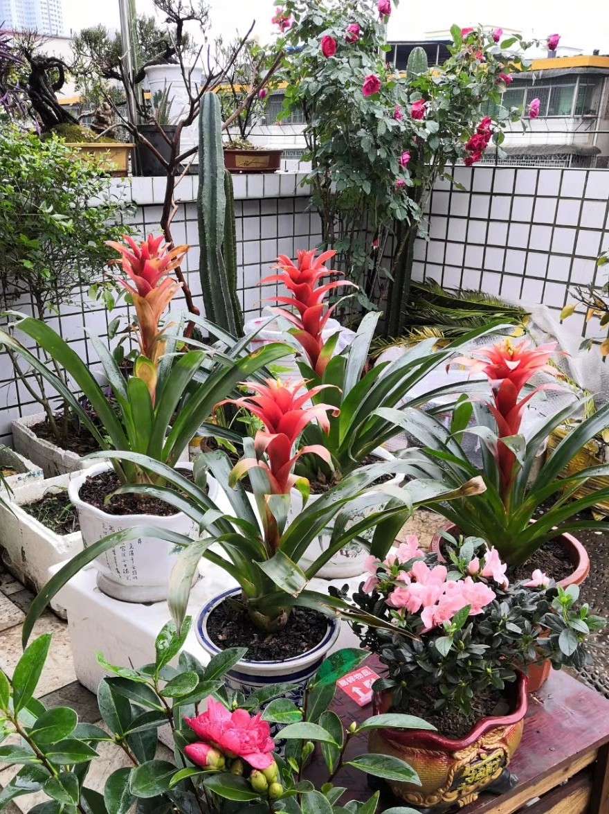 水塔花粉色,水塔花紫色