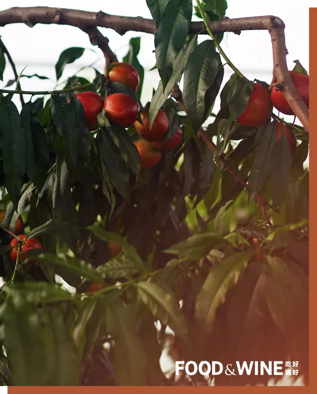 有机蔬菜需要了解哪一些,有机蔬菜基础知识