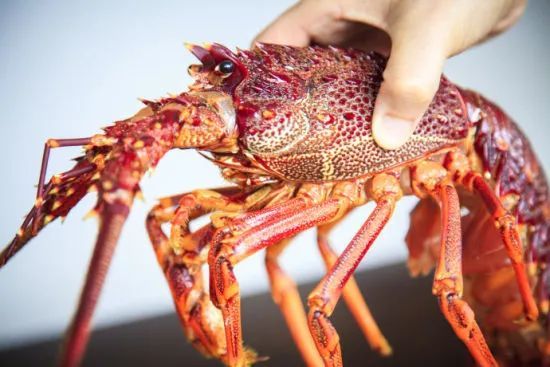 澳洲龙虾出口到中国多少钱一斤,澳洲龙虾进口批发市场