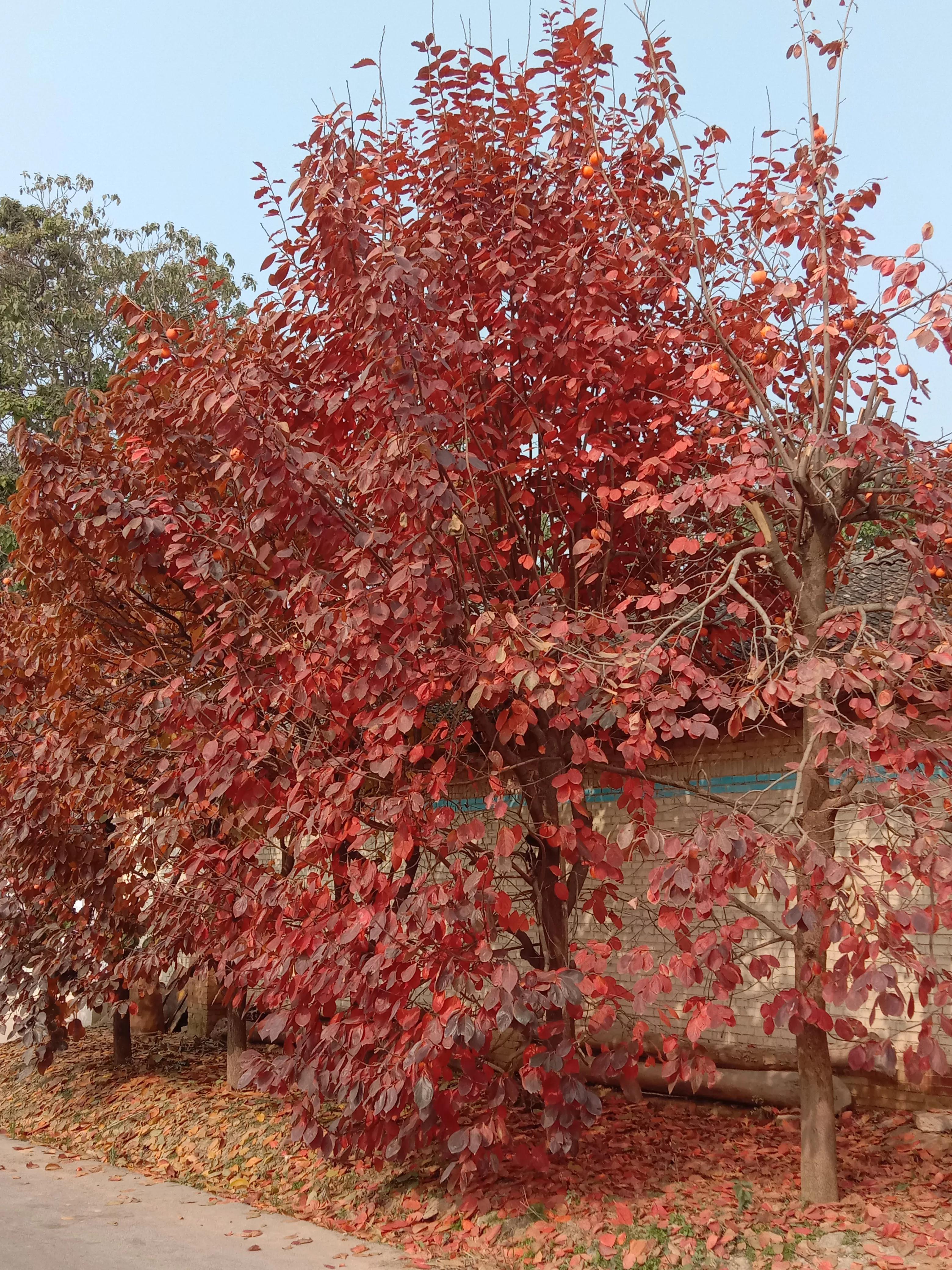 晚秋的落叶视频,晚秋的落叶朗读