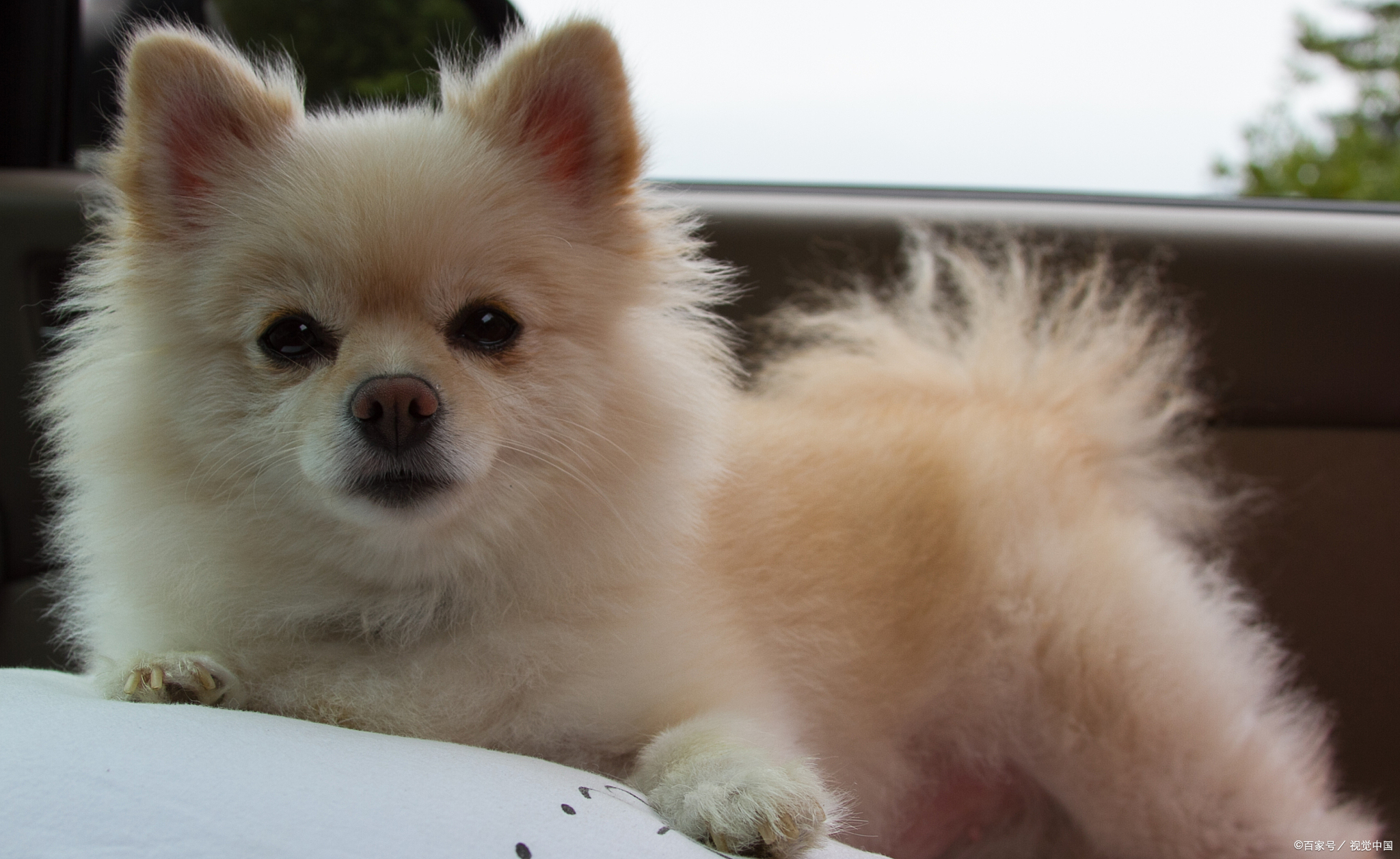 博美幼犬专用狗粮推荐,博美幼犬吃什么牌子的狗粮比较好