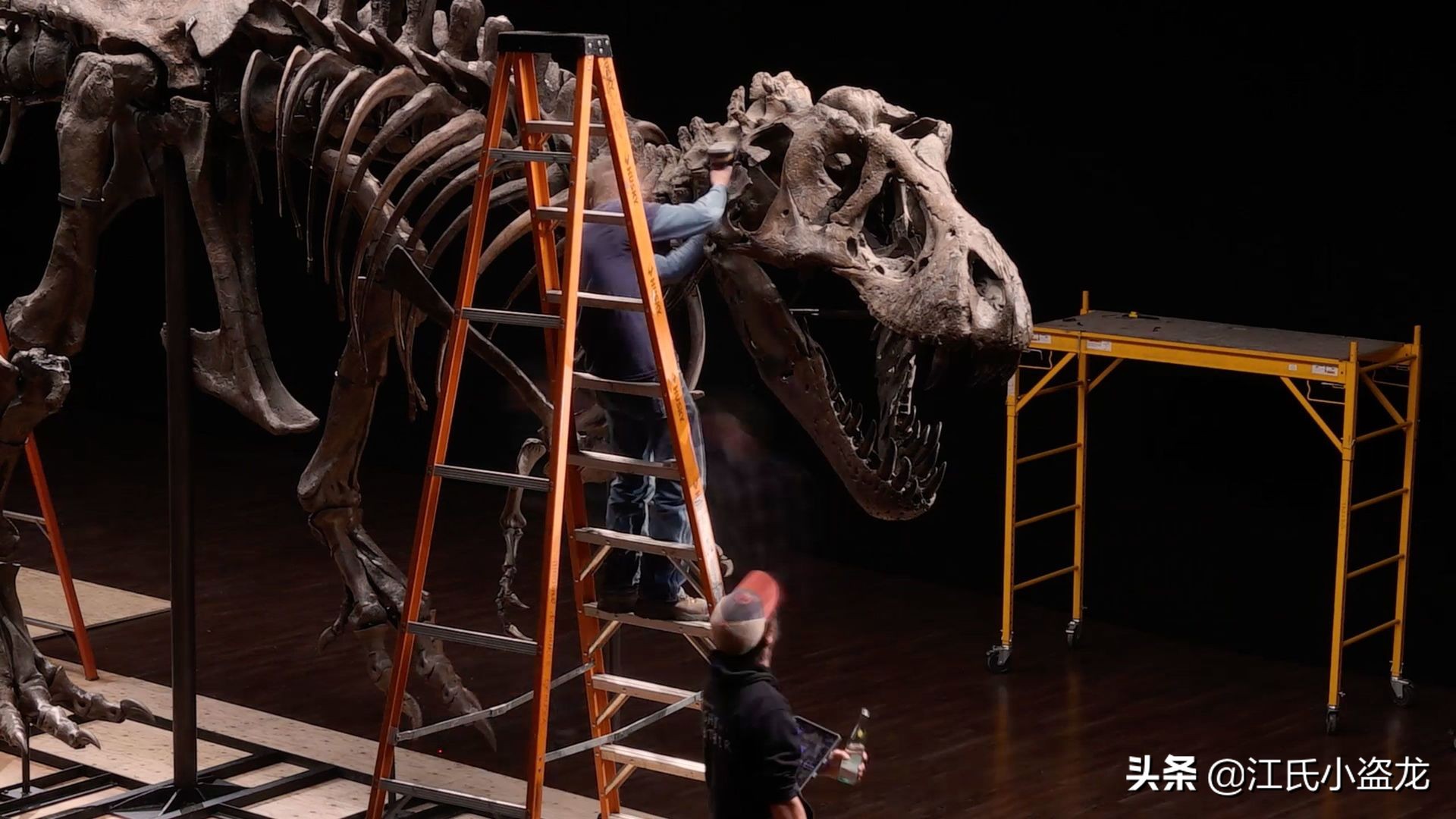 最珍贵的恐龙化石拍卖几十亿,史上最巨型恐龙