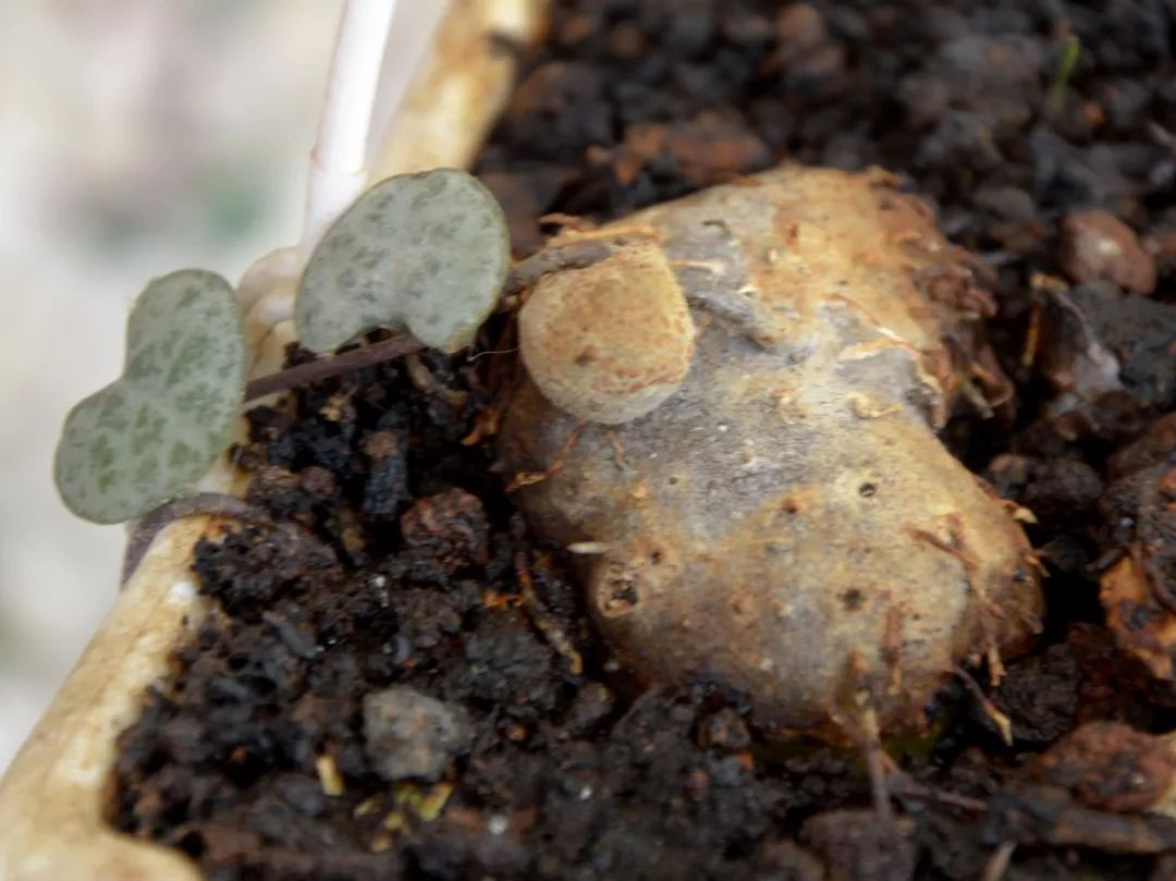 才买的爱之蔓锦要移盆吗,爱之蔓锦的繁殖方法