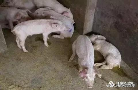 养猪技术猪奶水少怎么办,哺乳期仔猪腹泻最快解决方法