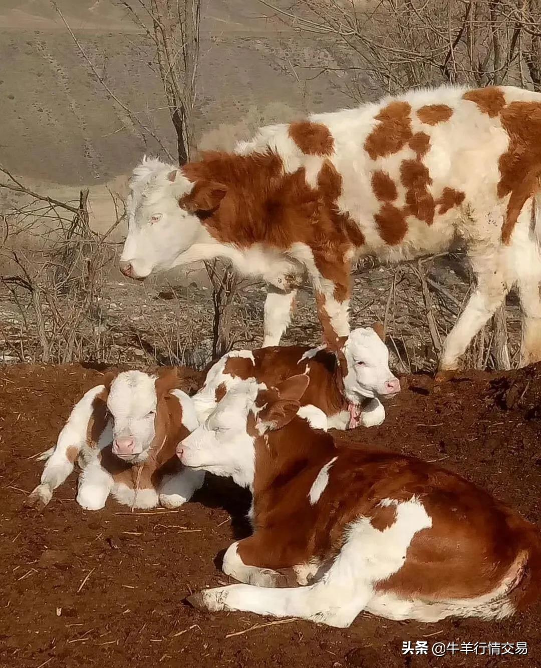 奶牛犊牛诊断治疗技术大全,母牛产犊犊牛怎么护理