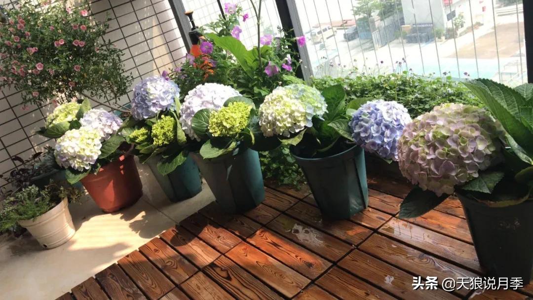 圆滚滚的绣球，瀑布般的花墙，这届花友也太会种花了吧