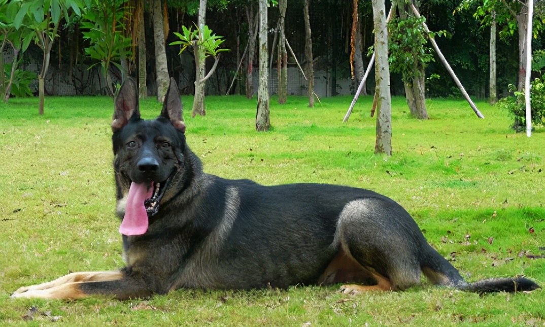 中国人最宜养的六种犬,最难养的六种犬